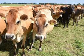 Cows