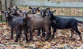 Goats & Rams