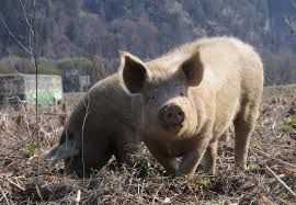 Pigs